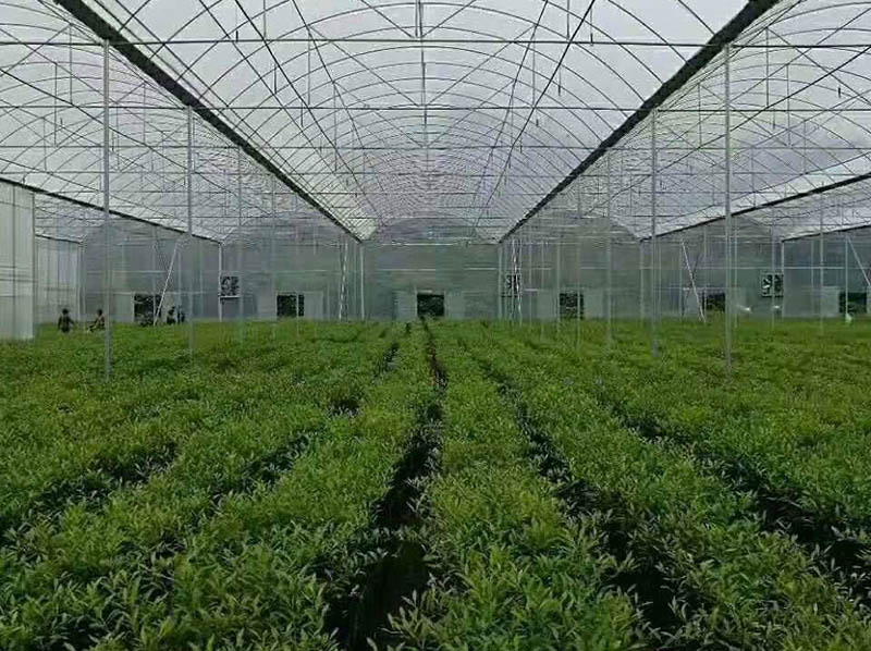 连动薄膜大棚管